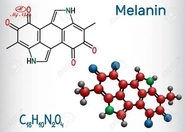Melanin là gì?